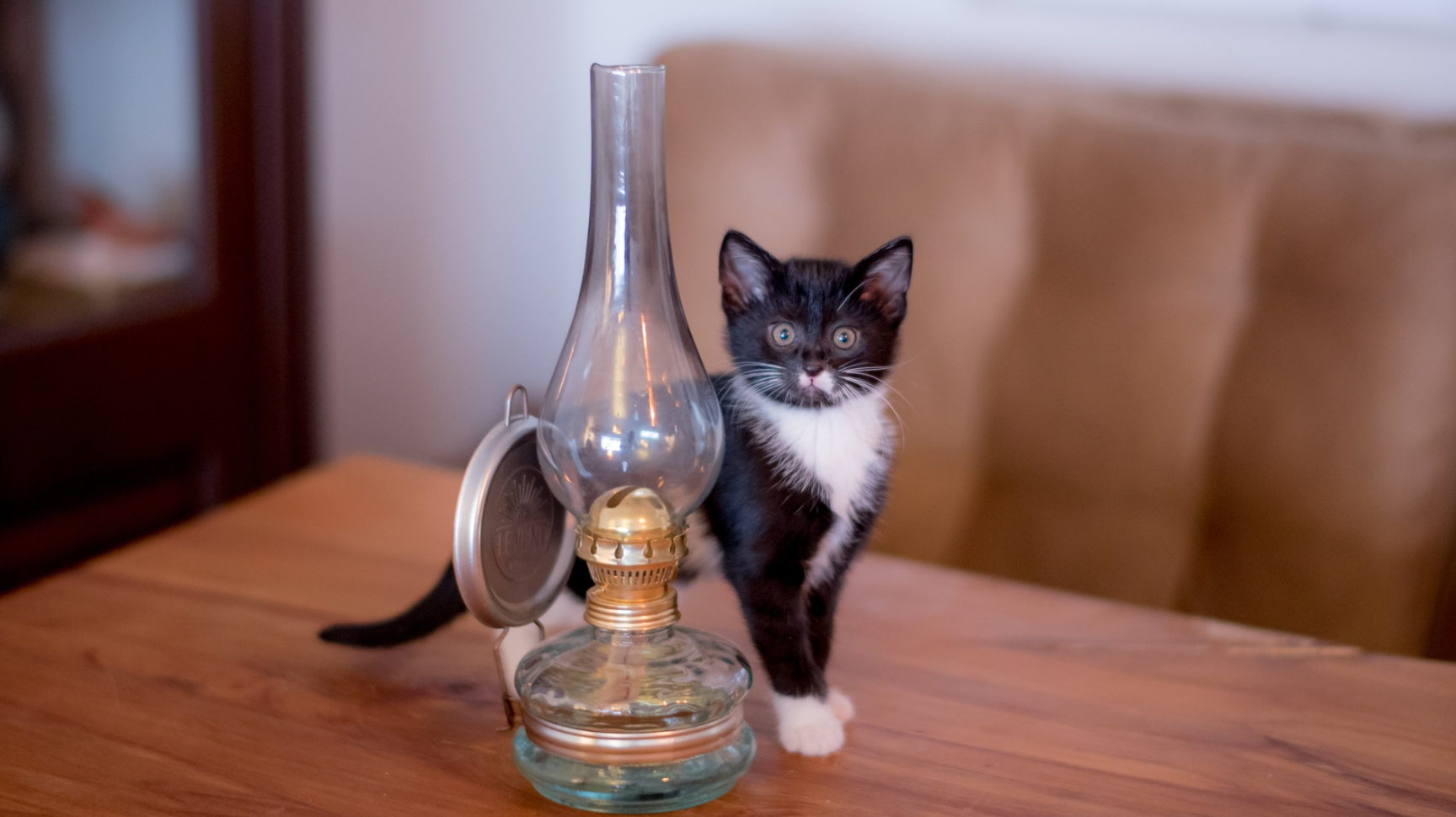 KittySpout Cat Water Fountain Review Guide