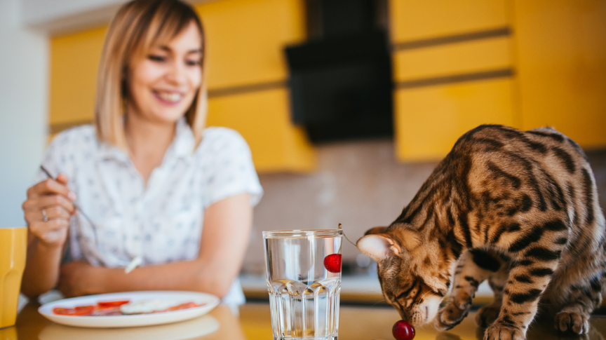 Top Picks by KittySpout for Healthy Cat Hydration