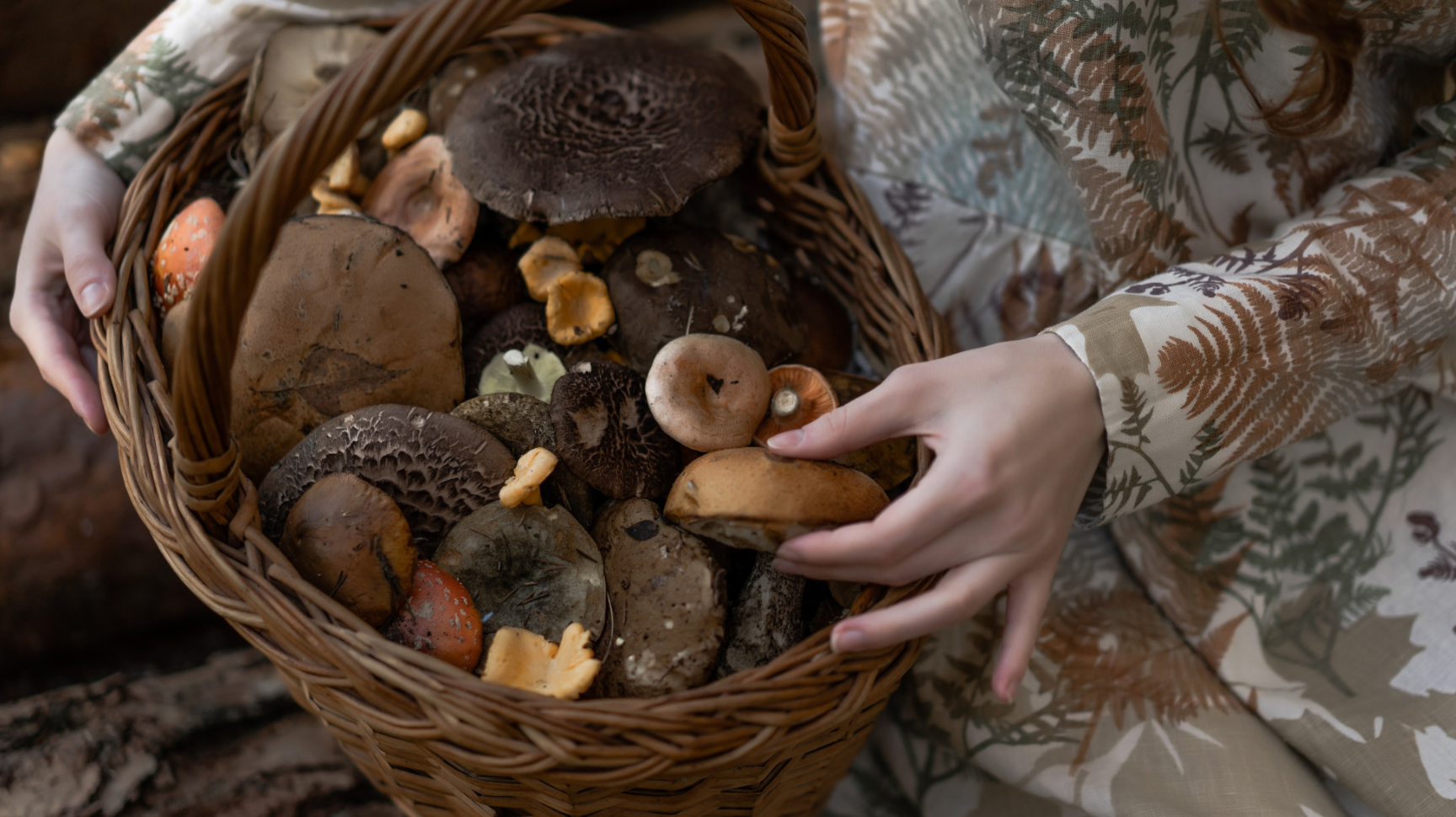 Alice Mushrooms Review: Are Functional Mushroom Chocolates Worth Trying?